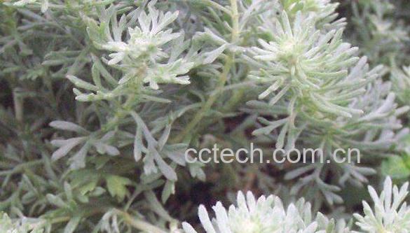 茵陈的功效与作用有哪些 茵陈的药用价值-0