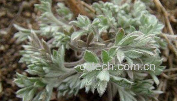 茵陈的功效与作用有哪些 茵陈的药用价值-1