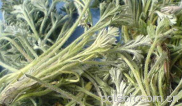 绵茵陈的功效与作用 什么是绵茵陈-0