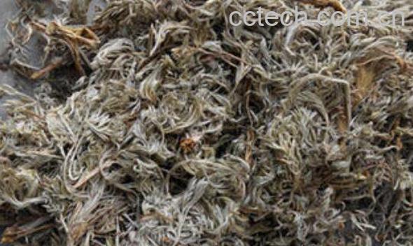 绵茵陈的功效与作用 什么是绵茵陈-1