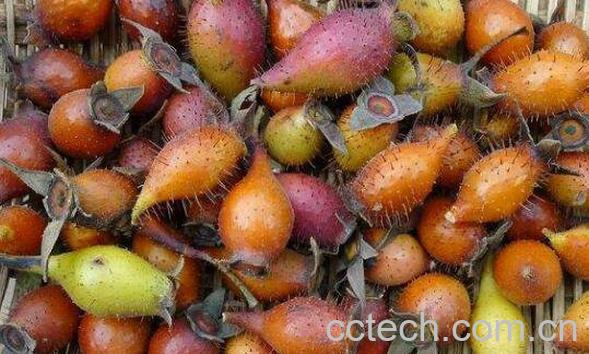 金樱子酒的功效与作用 金樱子泡酒的好处-0