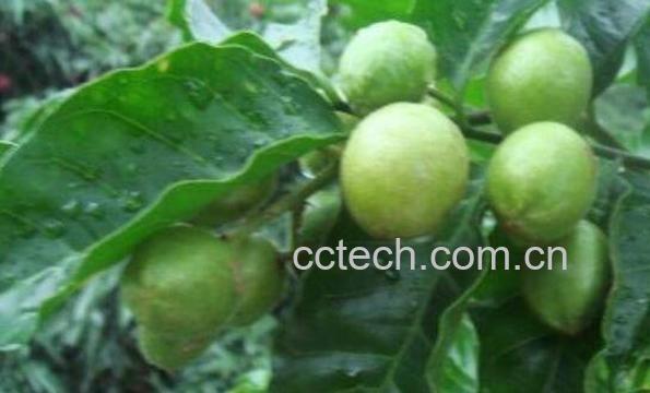 黄皮果树叶的功效与作用及常见用法-1