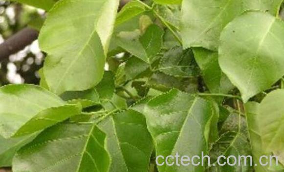 黄皮果树叶的功效与作用及常见用法-0