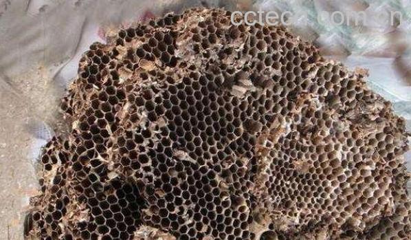 马蜂巢泡酒的功效和作用-0