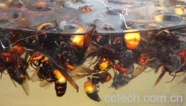 黄蜂泡酒功效与作用 黄蜂怎么泡酒-0