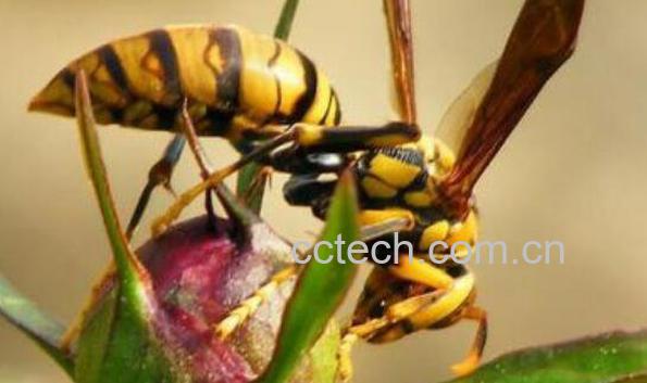 黄蜂泡酒功效与作用 黄蜂怎么泡酒-1
