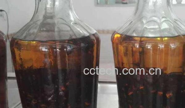 胡蜂泡酒的功效与作用-0