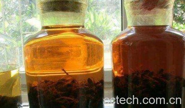 胡蜂泡酒的功效与作用-1