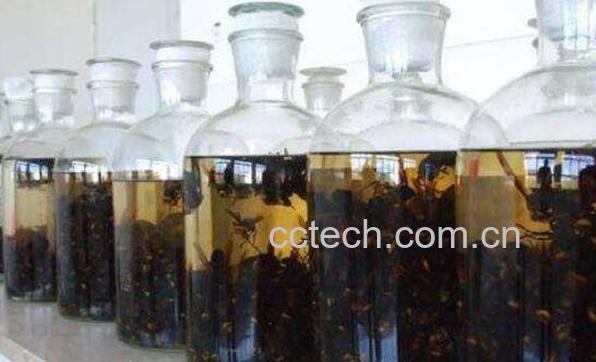 大黄蜂泡酒作用与功效-1