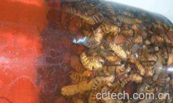 野生黄蜂泡酒的功效-0