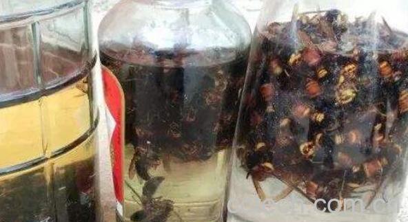 野生黄蜂泡酒的功效-1