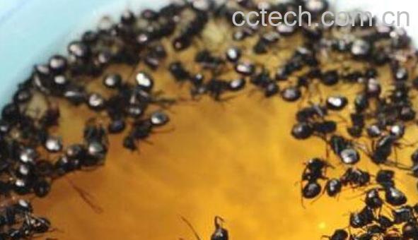 蚂蚁泡酒有什么作用-0