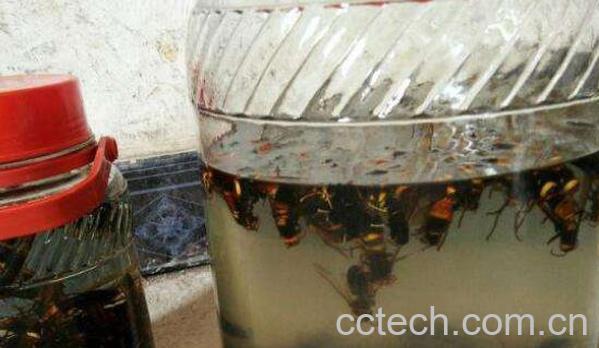 黄锋泡酒的功效与作用-0