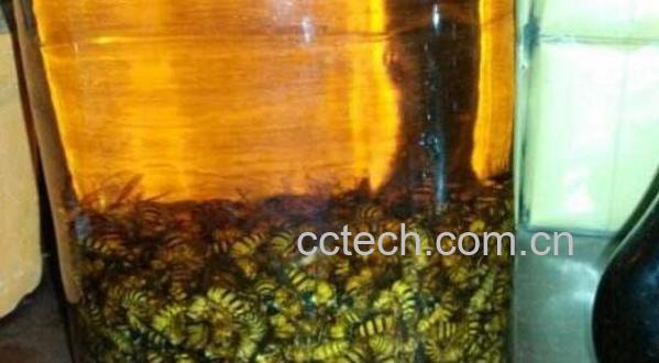 黄锋泡酒的功效与作用-1