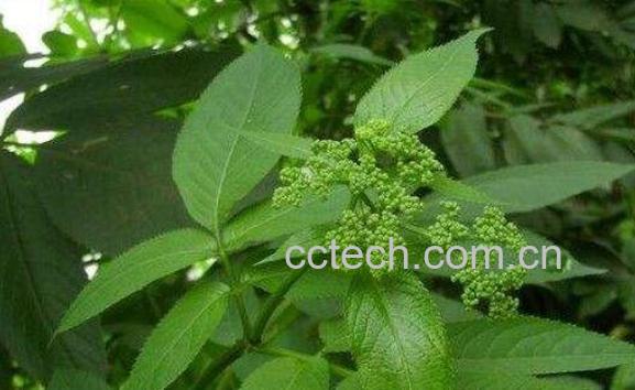 七叶莲片的功效与作用 七叶莲片副作用-0