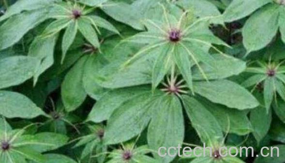 七叶莲片的功效与作用 七叶莲片副作用-1