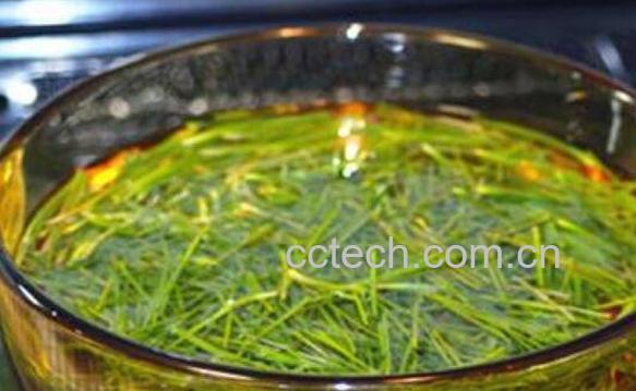 松针泡水喝有什么功效-0