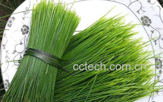 松针泡水喝有什么功效-1