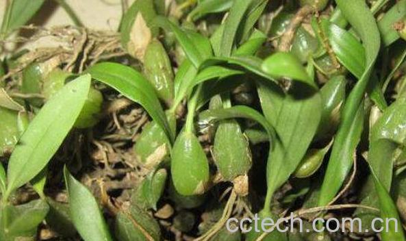 石黄皮是一种高大的草本植物，多生长在南方地区的密林中喜欢阴暗的环境，它在自然界中也就肾蕨是骨碎补-1