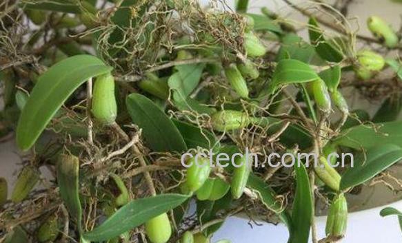 石黄皮图片 石黄皮的功效与作用-0