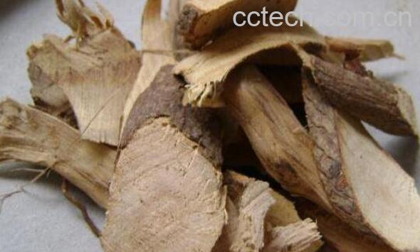 黄皮树根的功效和作用-1