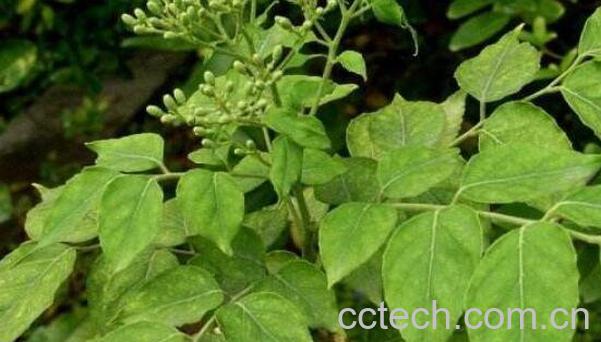 黄皮叶煮水的功效作用-0