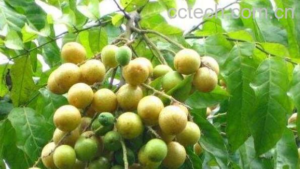 黄皮叶煮水的功效作用-1