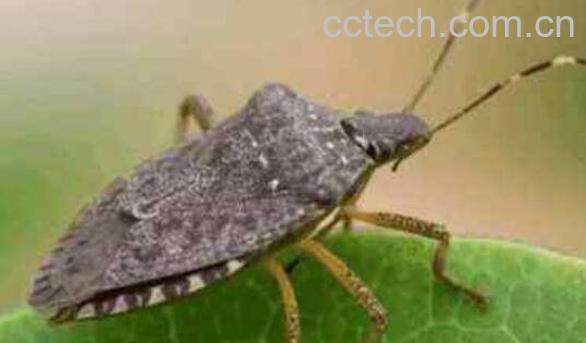 九香虫与臭大姐的区别-0