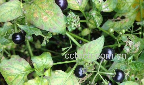 龙葵素加热会分解吗 龙葵素中毒怎么办-1