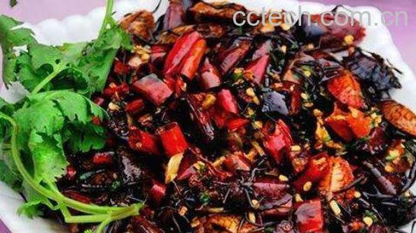  打屁虫吃了有什么好处-0