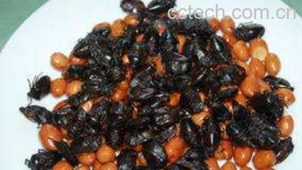  打屁虫吃了有什么好处-1