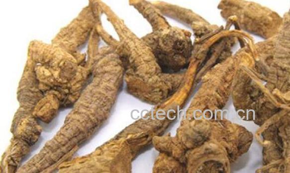 藁本的功效与作用 藁本的食用禁忌-0