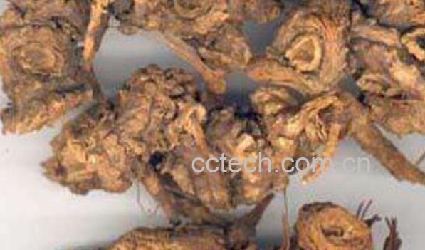 藁本的功效与作用 藁本的食用禁忌-1