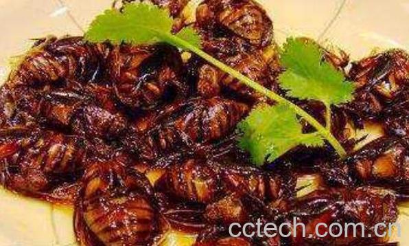 九香虫怎么吃 吃九香虫的好处和功效-1