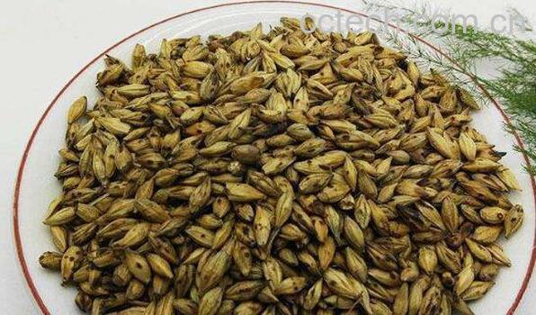 焦麦芽的功效与作用-1