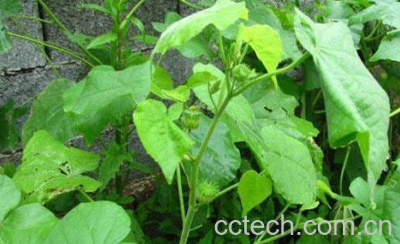 青麻叶子的功效与作用-0