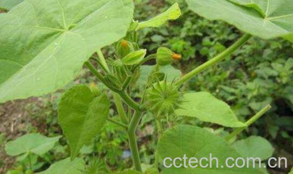 青麻泡脚的功效与作用-0