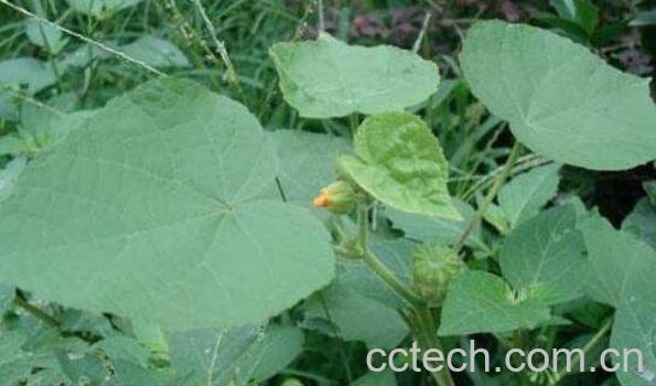 青麻泡脚的功效与作用-1