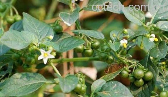 龙葵晒干的功效与作用及药用价值-0