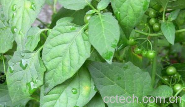 龙葵晒干的功效与作用及药用价值-1