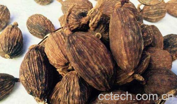 草果和草果仁的区别 草果怎么吃-1