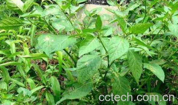 龙葵草怎么吃 龙葵果可以生吃吗-0