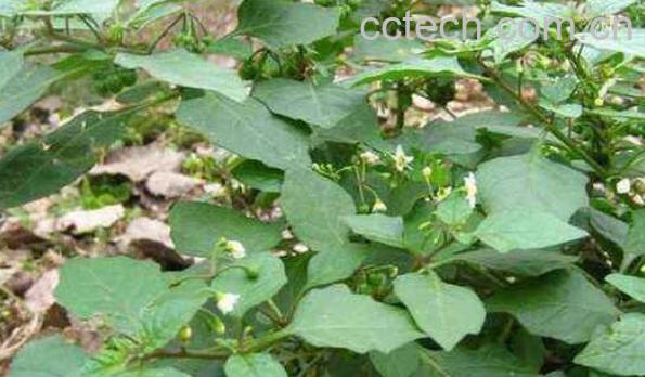 龙葵草怎么吃 龙葵果可以生吃吗-1