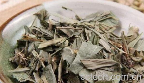 淡竹叶的功效与作用 淡竹叶的营养价值-0