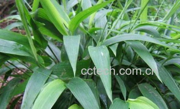 淡竹叶的功效与作用 淡竹叶的营养价值-1
