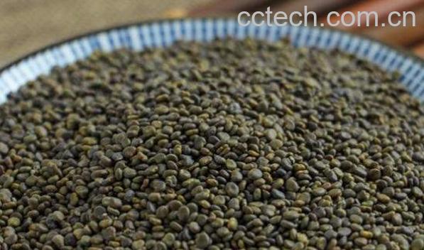 沙苑蒺藜的功效与作用-0