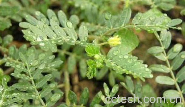 刺蒺藜的功效与作用-0