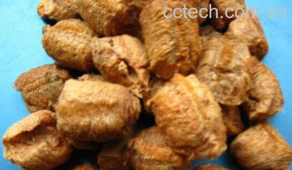 桑螵蛸的功效与作用及食用方法-0