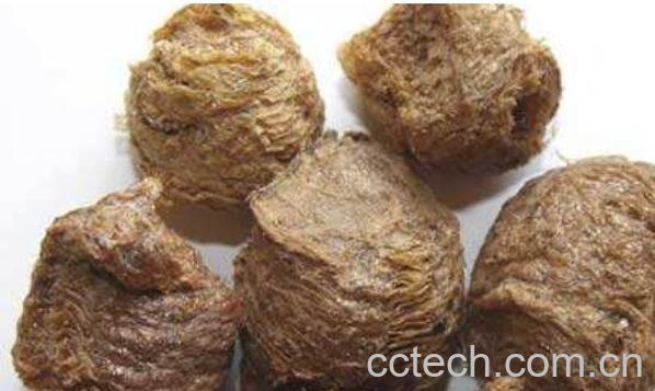 桑螵蛸的功效与作用及食用方法-1