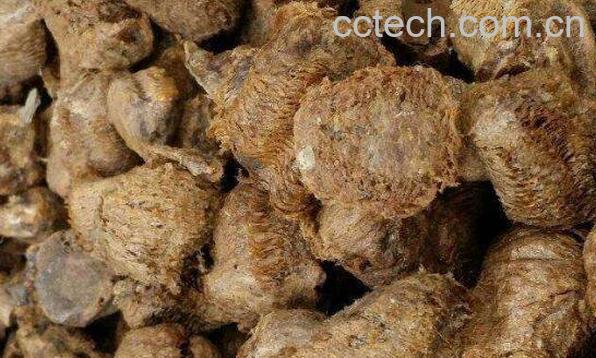 桑螵蛸泡水喝的功效-1